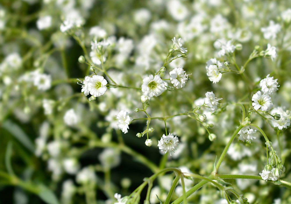 Clusters of small white flowers bloom on delicate stems, filling the foreground with a densely packed, lush floral display against a blurred background of more green foliage and tiny blossoms.