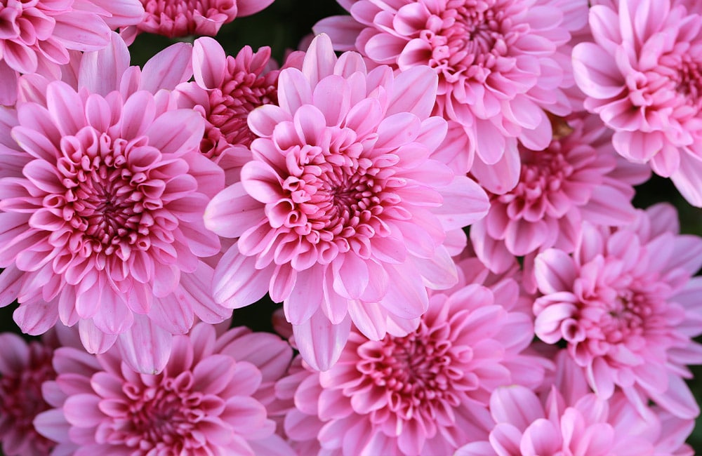 All About the Chrysanthemum | Norton's Florist Birmingham