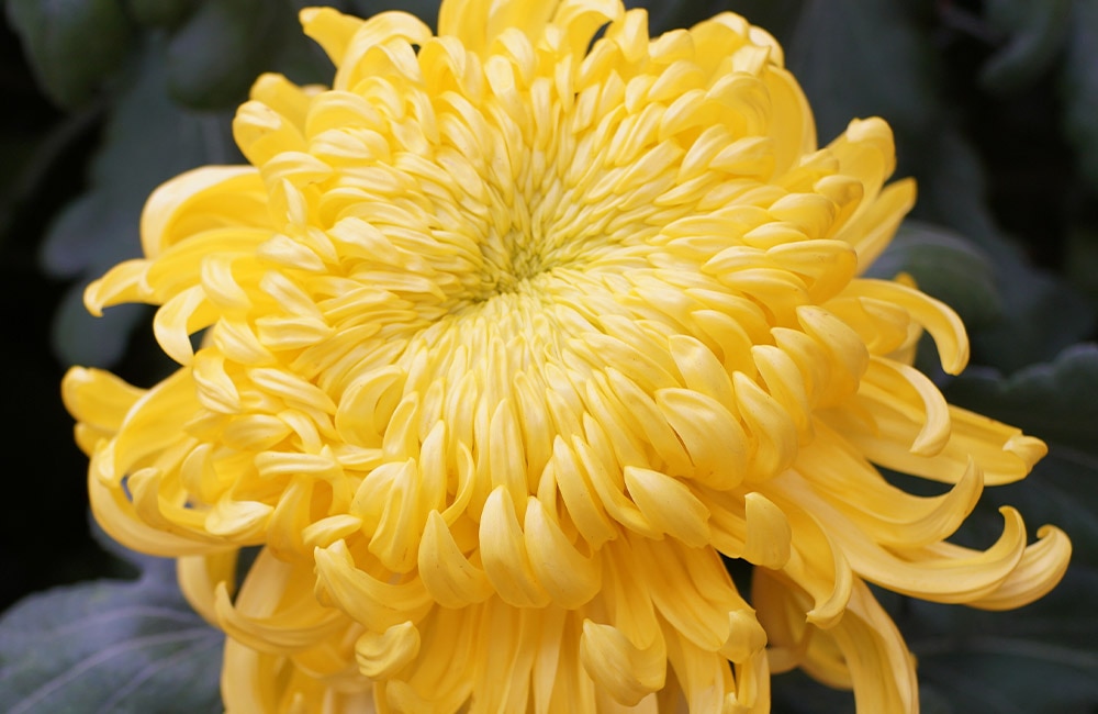 All About the Chrysanthemum | Norton's Florist Birmingham