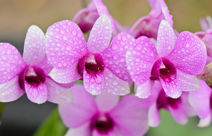 Pink and white orchids covered in water droplets clustered together, with a blurred green and brown background.