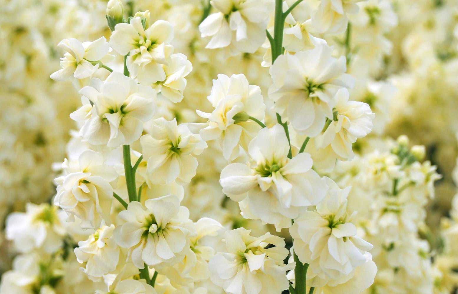 Clusters of delicate, pale cream-colored flowers with green centers blooming on tall stems, surrounded by a dense field of similar blossoms in a soft-focused, bright outdoor setting.