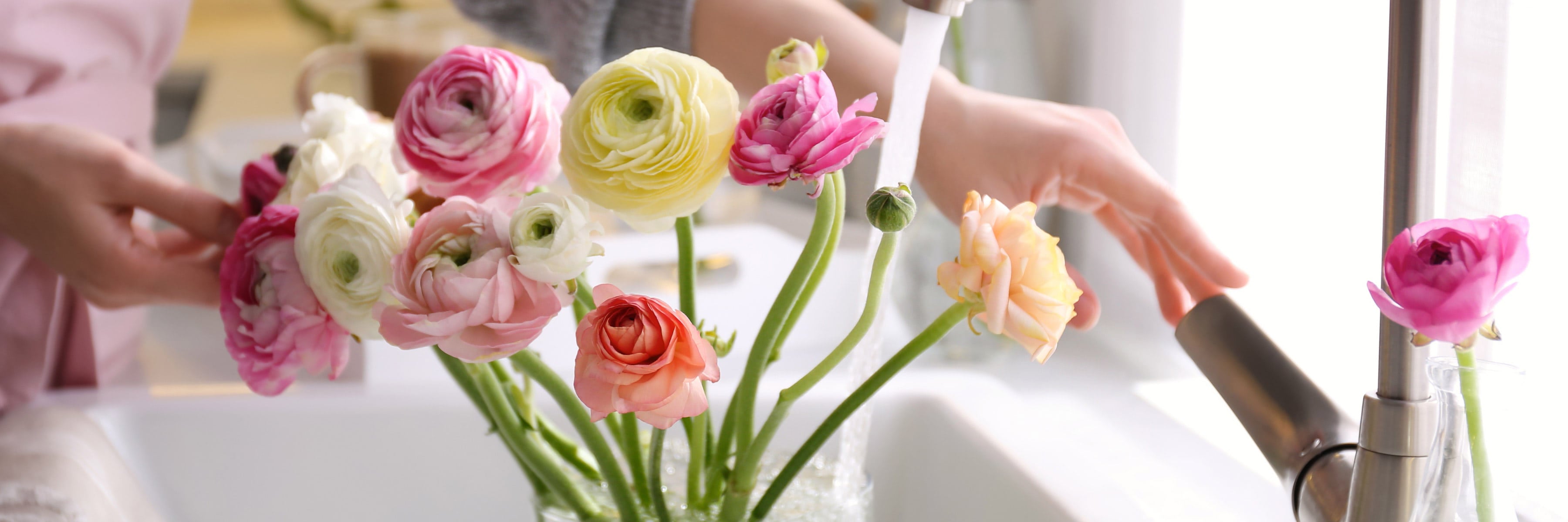 Hands holding a bouquet of vibrant ranunculus flowers under running water from a kitchen faucet, bright sunlight streaming through a window in the background.