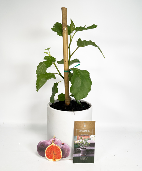 Fig Plant