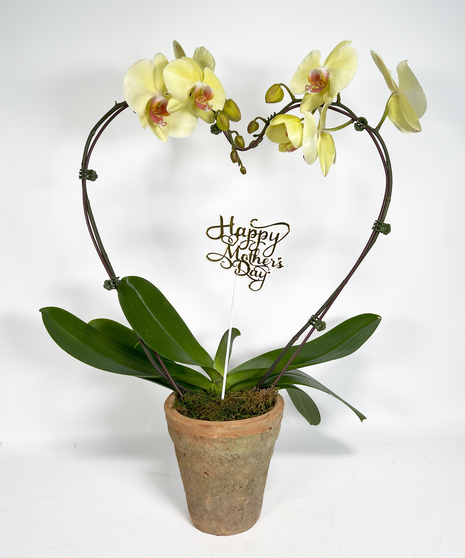 Orchid Heart for Mom