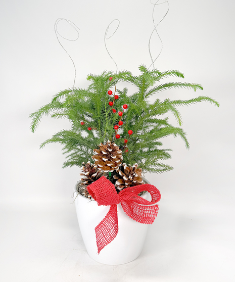 Basket with a large red poinsettia plant. 