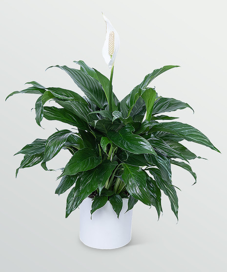 Peace Lily Plant - Eternal Peace Collection