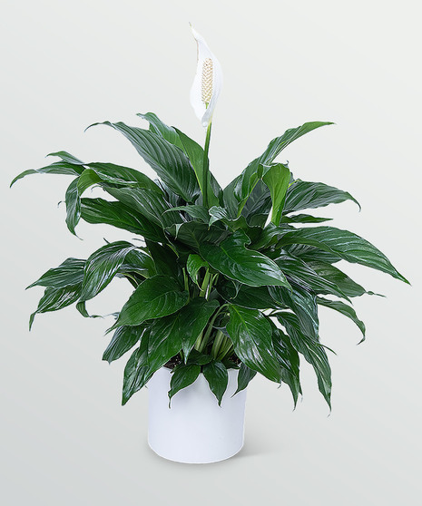 Small peace lily plant with dark green leaves and white blossoms. 