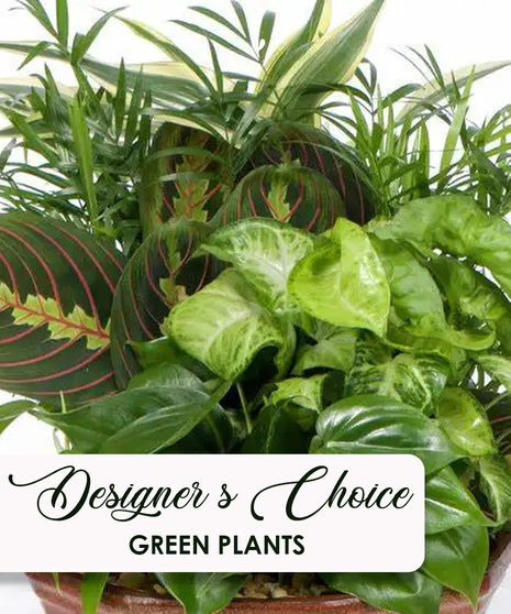 Designer's Choice - Best Green Plant