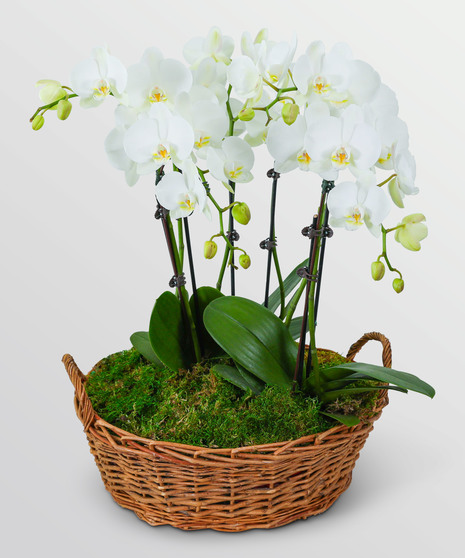 Serenity Orchid Plant - The Always Remembered Collection