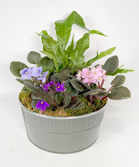 African Violet Garden