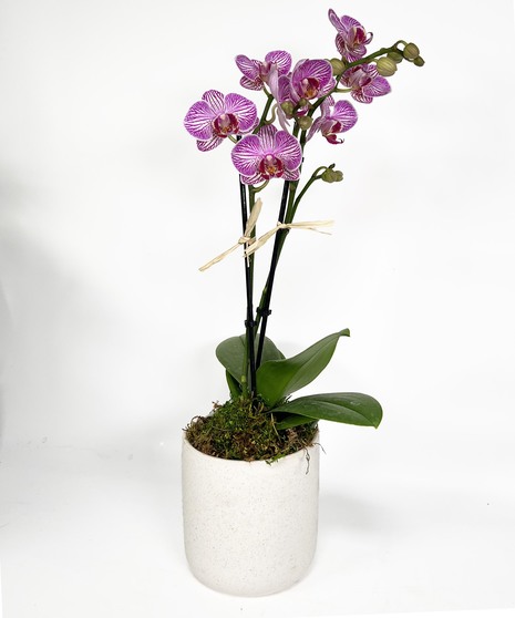 Assorted Petite Desktop Orchid