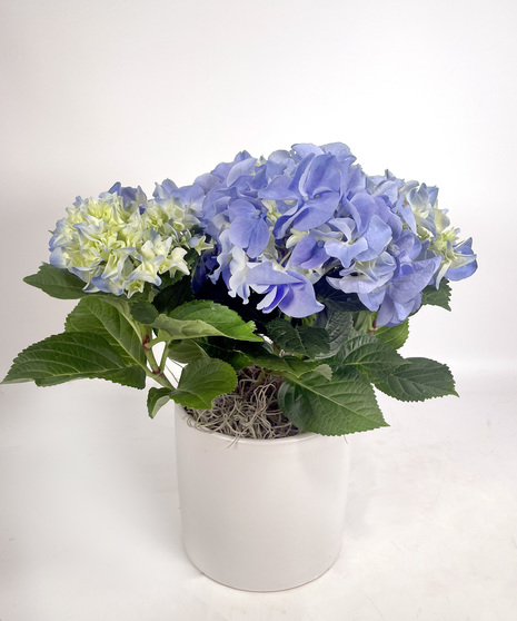 Petite Hydrangea