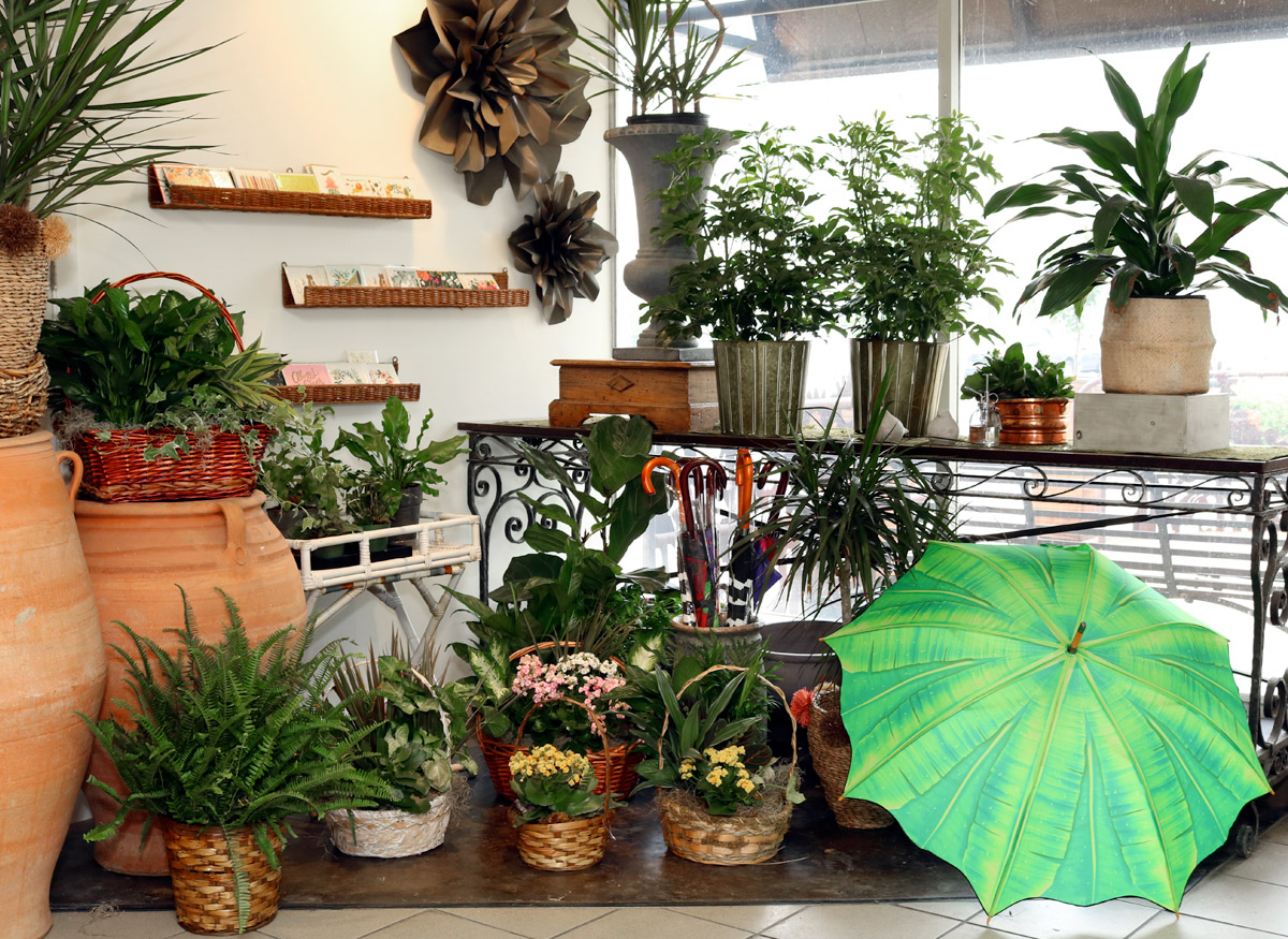 Outdoor flowers and plants on display near the window of our spacious showroom